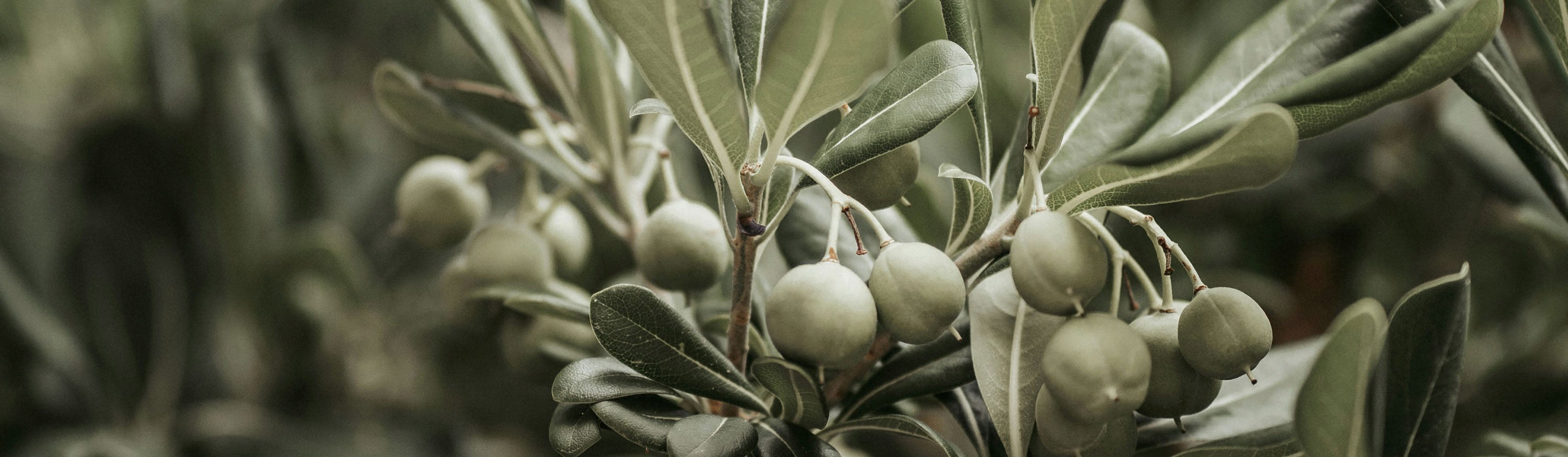 Zèta | Baskets vegan en olive